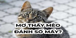 Hãy biến những rủi ro thành may mắn qua các con số khi mơ thấy mèo