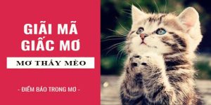 Mơ thấy mèo sẽ có nhiều thông điệp khác nhau cho bạn