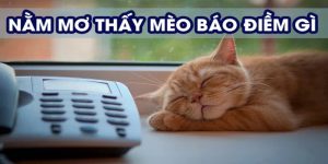 mơ thấy mèo